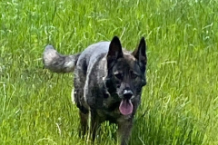 Laika