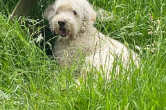 Ted