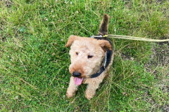 Wally